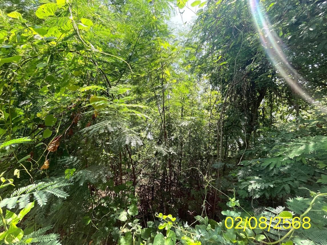 ที่ดินเปล่า 60 ตร.ว. ทำเลศักยภาพ รังสิต ธัญบุรี ปทุมธานี เหมาะสำหรับปลูกสร้างบ้านพักอาศัย