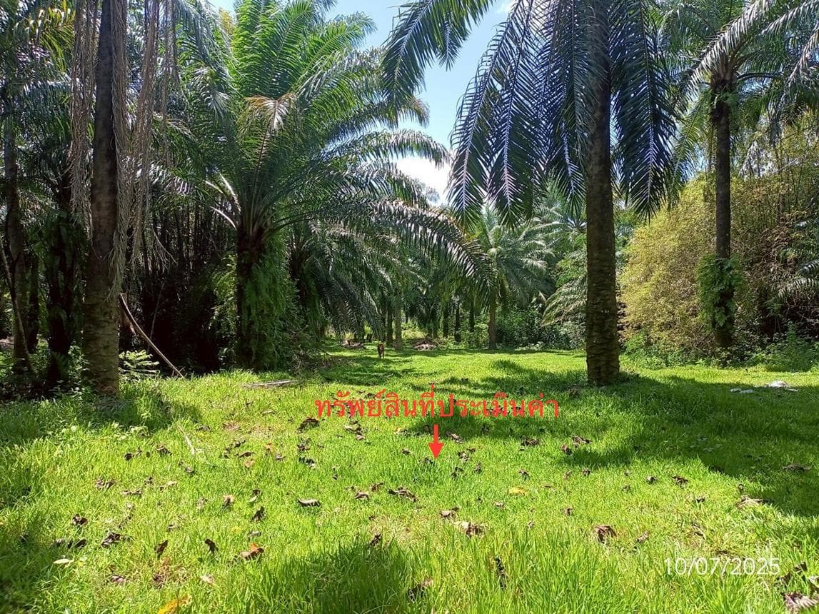 ขายที่ดินเปล่า วังวิเศษ ตรัง ทำเลวังมะปรางเหนือ เนื้อที่ 79.8 ตร.ว. สภาพดี เหมาะสำหรับสร้างบ้านพักอาศัยหรือพัฒนาโครงการ