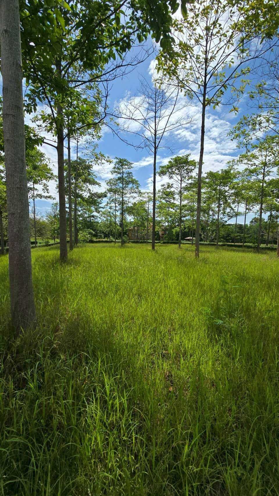 ขาย ที่ดิน เขาใหญ่ Toscana Valley นครราชสีมา 1 ไร่ เห็นเขาใหญ่ในมุมที่สวยที่สุด เเปลงมุม