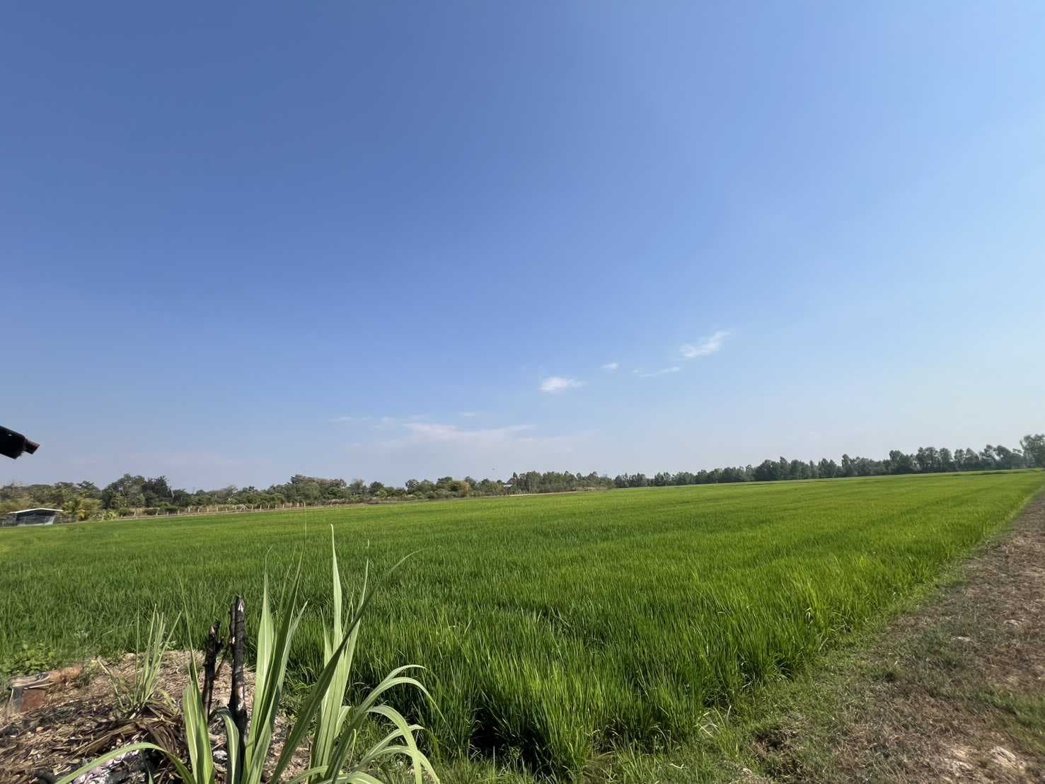 ที่ดิน 35 ไร่ 3 งาน 20 ตร.ว ติดถนนเลี่ยงเมืองพิษณุโลก (ตรงข้ามมหาวิทยาลัยพิษณุโลก)