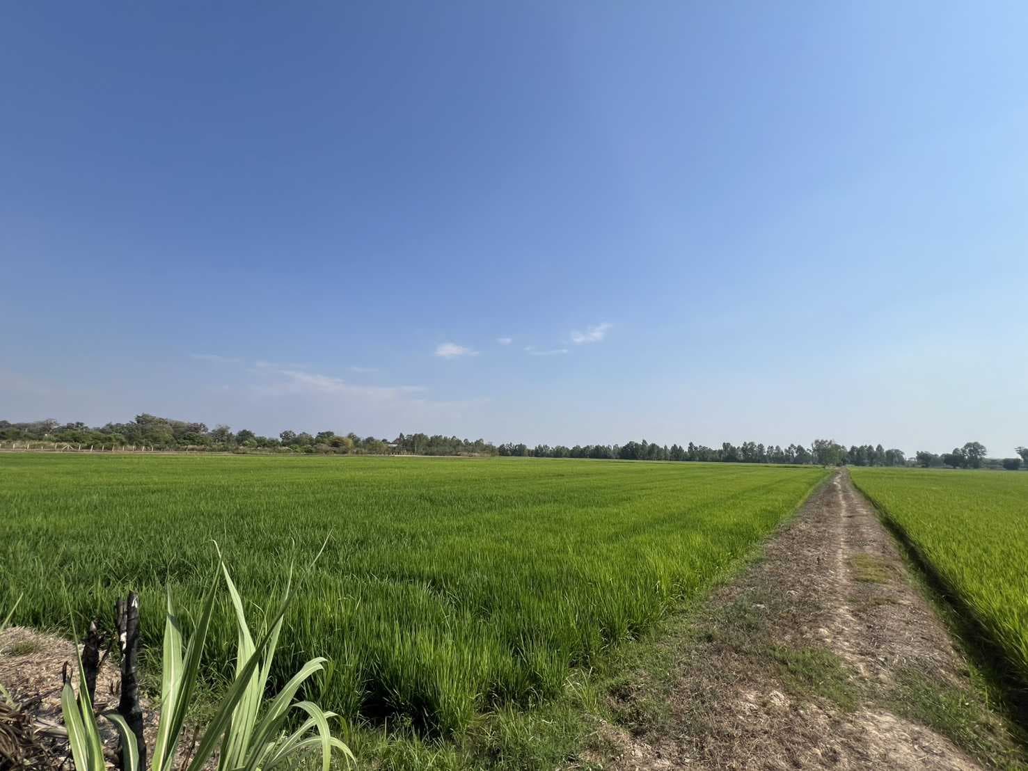 ที่ดิน 35 ไร่ 3 งาน 20 ตร.ว ติดถนนเลี่ยงเมืองพิษณุโลก (ตรงข้ามมหาวิทยาลัยพิษณุโลก)