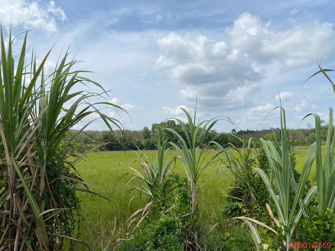 ขายที่ดิน ชะมวง ควนขนุน พัทลุง เนื้อที่ 96 ตร.ว. ทำเลศักยภาพ เหมาะสำหรับการลงทุน