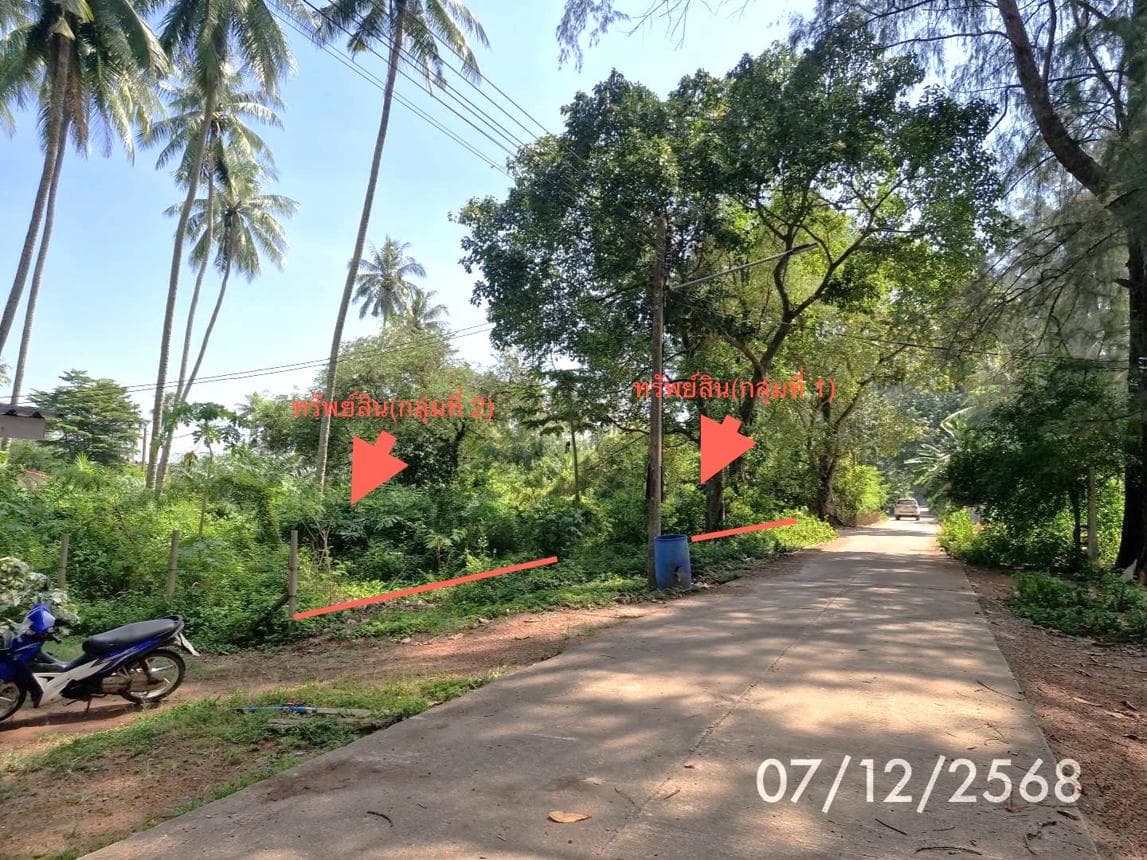 ที่ดินเปล่าผืนใหญ่ 25 ไร่ ทำเลหาดสำราญ ตรัง บรรยากาศดีใกล้ชิดธรรมชาติ เหมาะลงทุนทำฟาร์มสเตย์หรือบ้านพักตากอากาศ