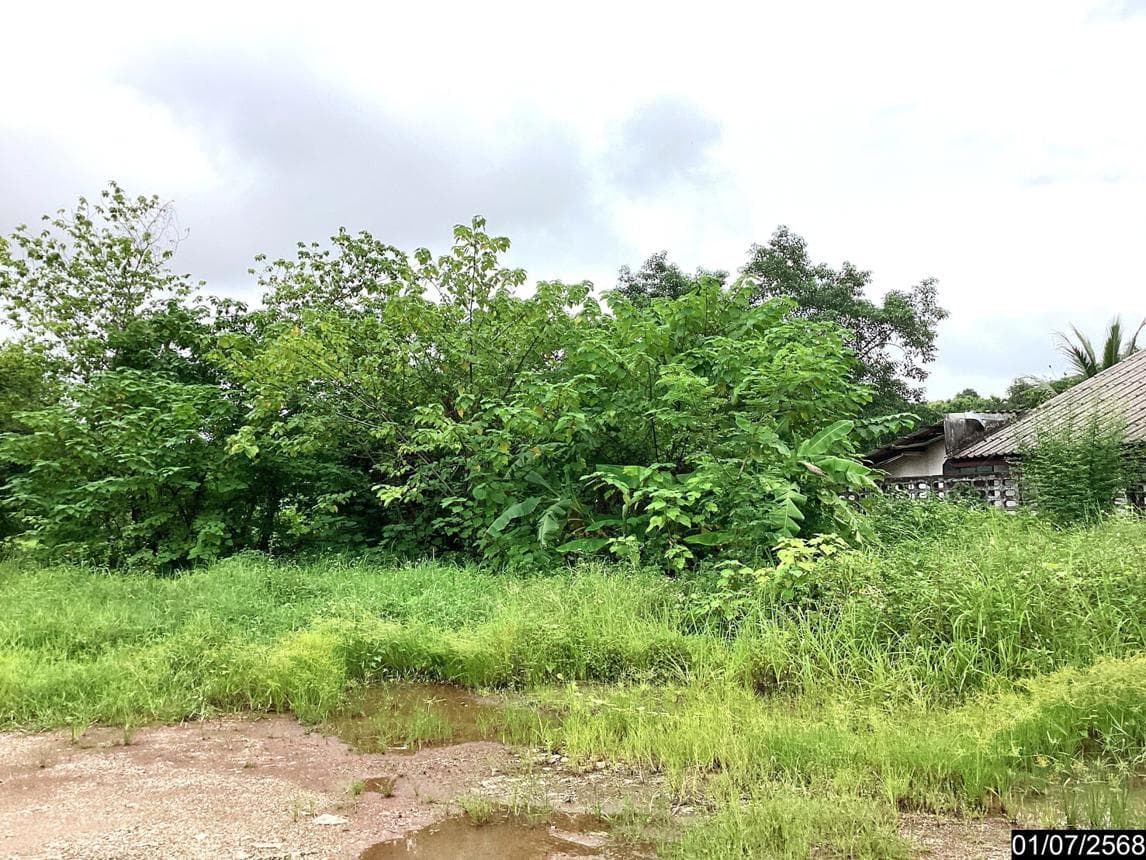 ที่ดินว่างเปล่า วิศิษฐ์ เมืองบึงกาฬ บึงกาฬ พื้นที่ 58 ตร.ว. ทำเลศักยภาพเพื่อการลงทุน