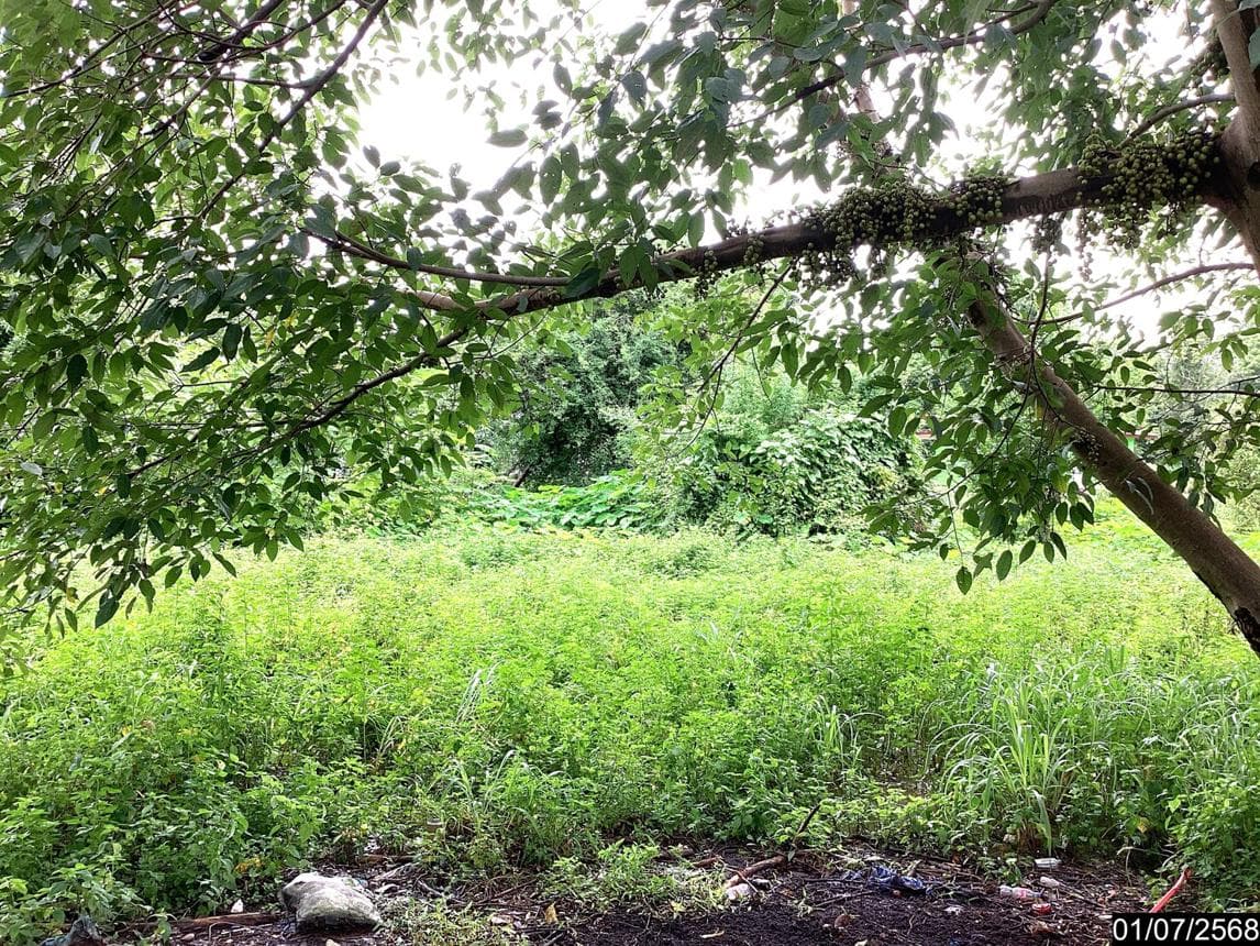 ที่ดินว่างเปล่า วิศิษฐ์ เมืองบึงกาฬ บึงกาฬ พื้นที่ 58 ตร.ว. ทำเลศักยภาพเพื่อการลงทุน