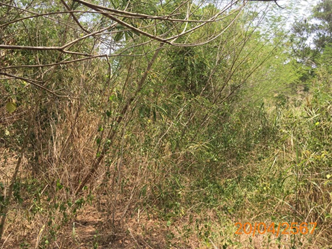 ขายที่ดิน คลองท่อม ทำเลคลองท่อมใต้ กระบี่ ขนาด 63 ตร.ว. ทำเลศักยภาพ