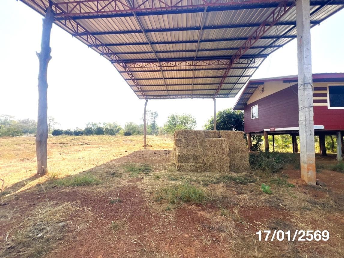 ขายบ้านเดี่ยว สามัคคี เลิงนกทา ยโสธร 2 ห้องนอน พื้นที่ใช้สอย 91 ตร.ม.