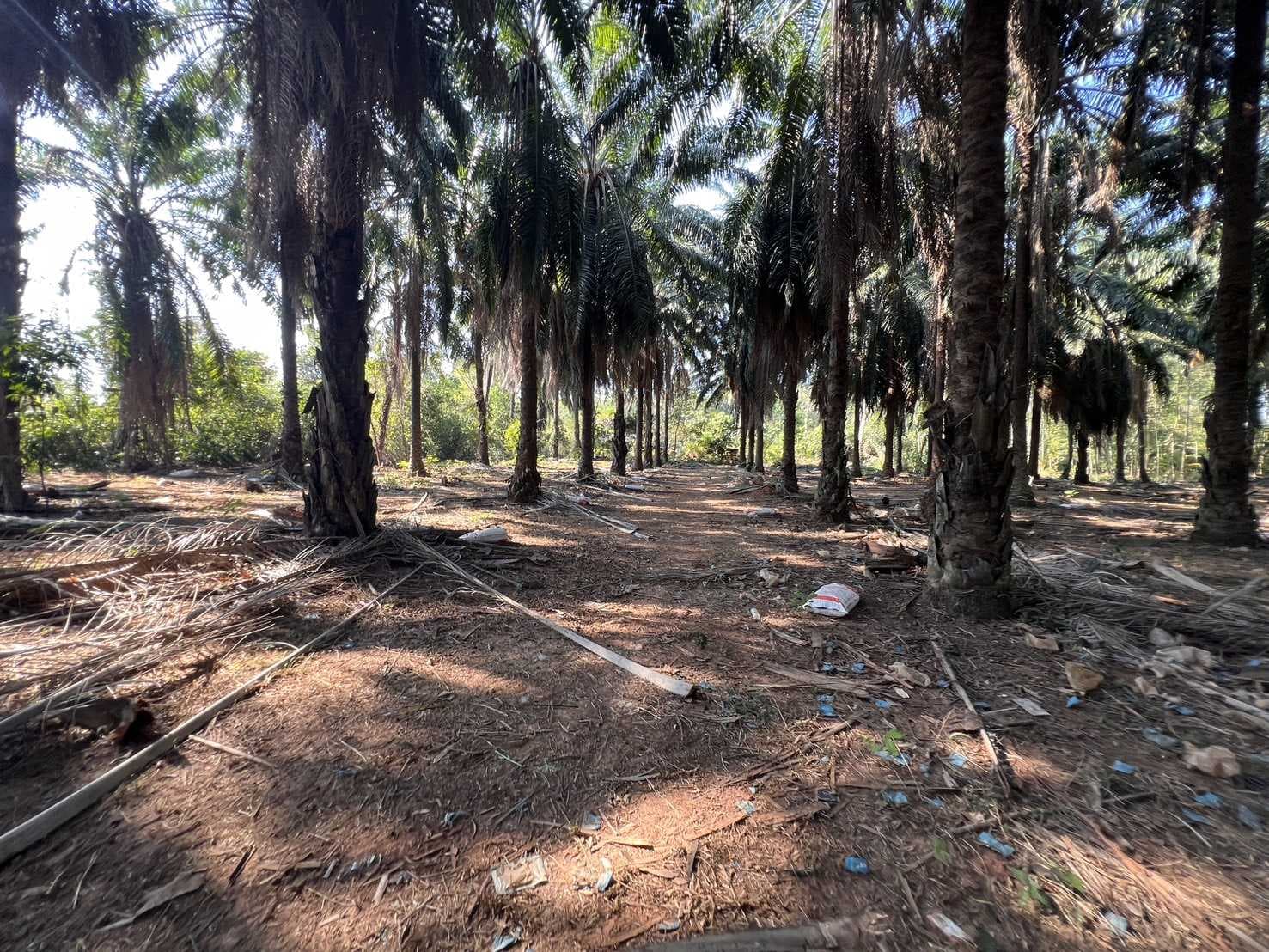 ที่ดินสวนปาล์ม ถนนสายหลักสุราษฎร์-นครศรีธรรมราช