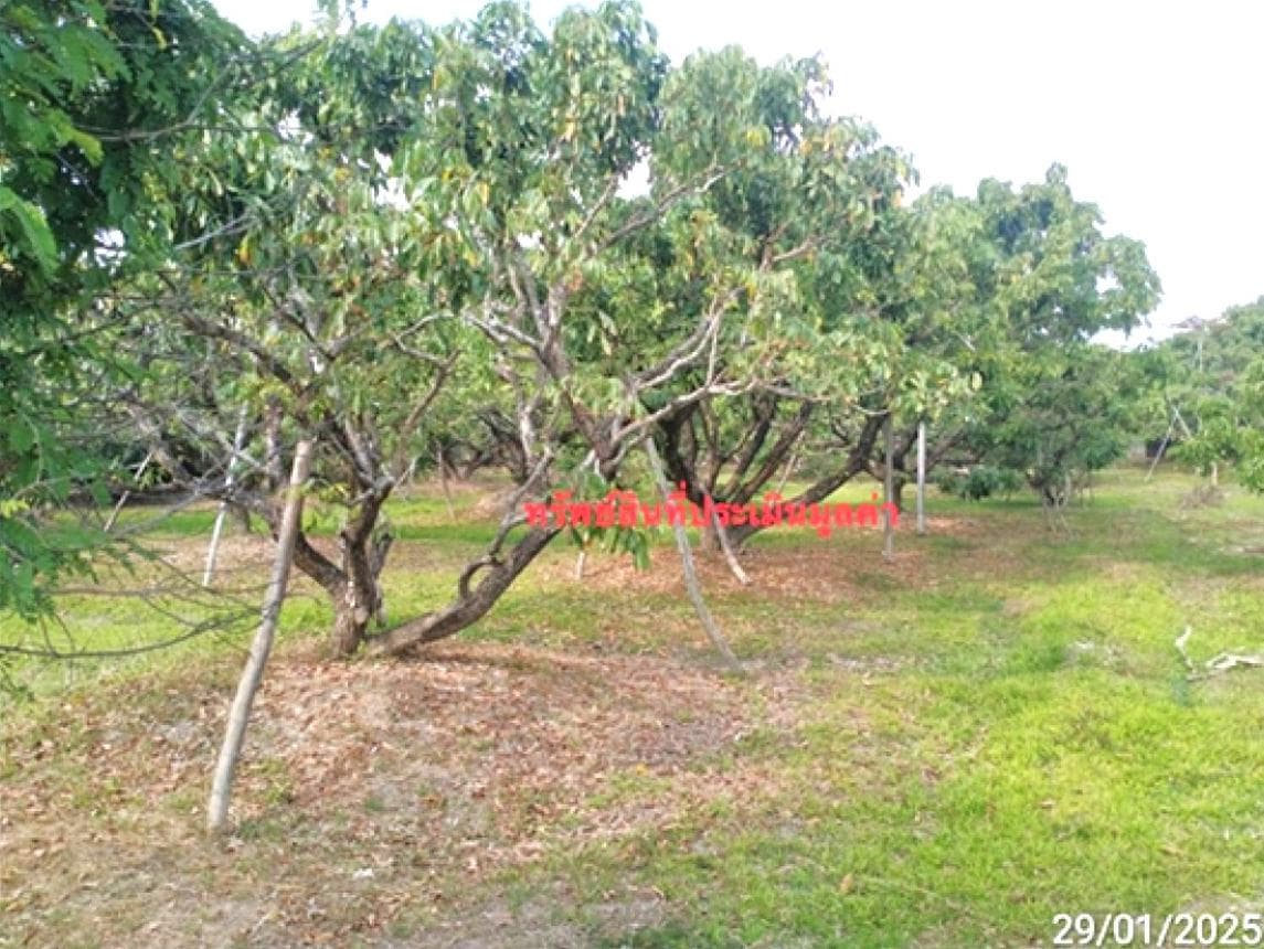 ที่ดินว่างเปล่าทำเลสวย สันป่าตอง เชียงใหม่ 56 ตร.ว. เหมาะสร้างบ้านพักอาศัย บรรยากาศร่มรื่น