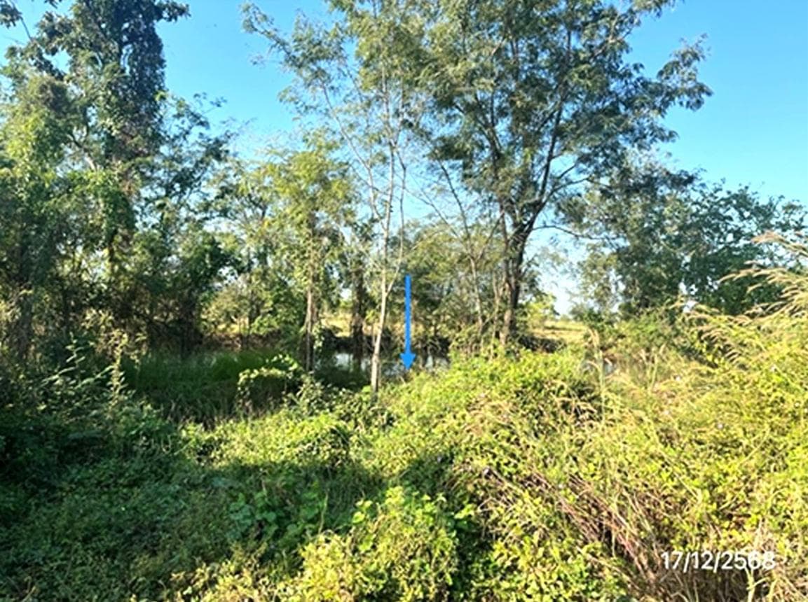 ขายที่ดินทำเลทอง เมืองเก่า สุโขทัย ใกล้อุทยานประวัติศาสตร์ เหมาะสำหรับลงทุนพัฒนาธุรกิจ