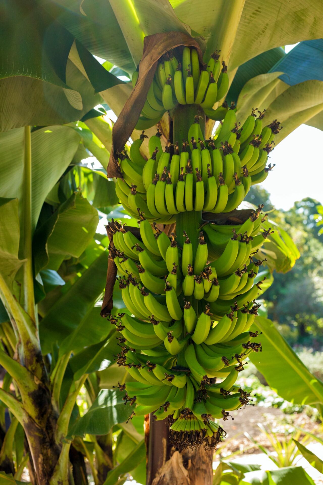 ต้นไม้มงคลรวยทรัพย์ต้นกล้วย scaled