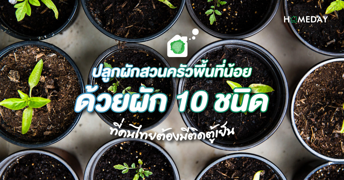 ปลูกผักสวนครัวพื้นที่น้อย ด้วยผัก 10 ชนิด ที่คนไทยต้องมีติดตู้เย็น web