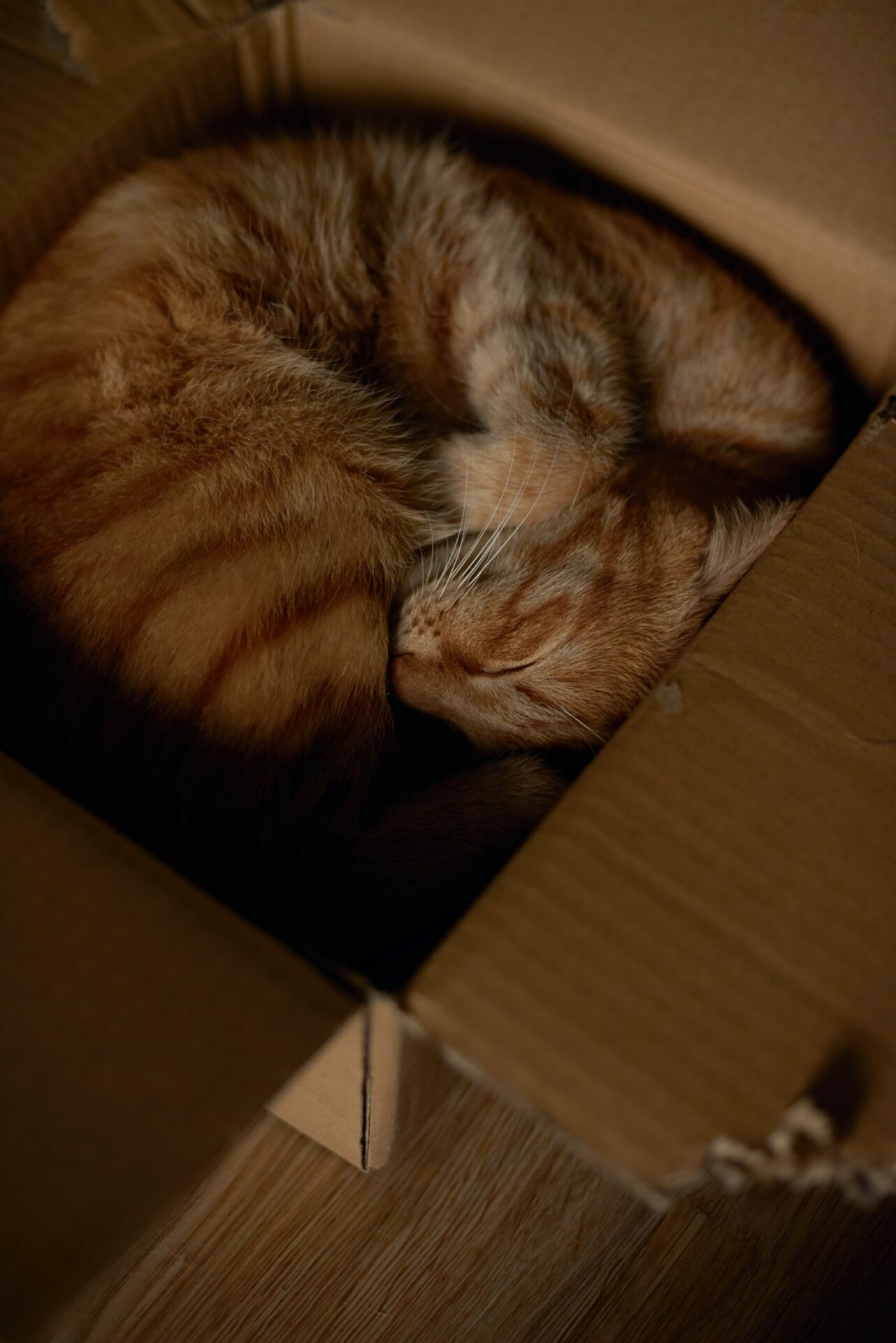 ที่นอนแมวจากลังกระดาษ scaled