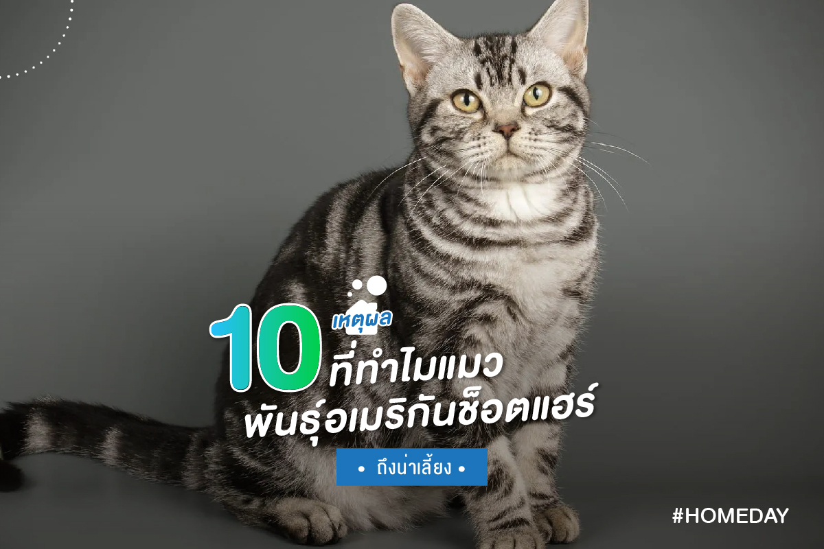 10 เหตุผล ที่ทำไมแมวพันธุ์อเมริกันช็อตแฮร์ถึงน่าเลี้ยง 01