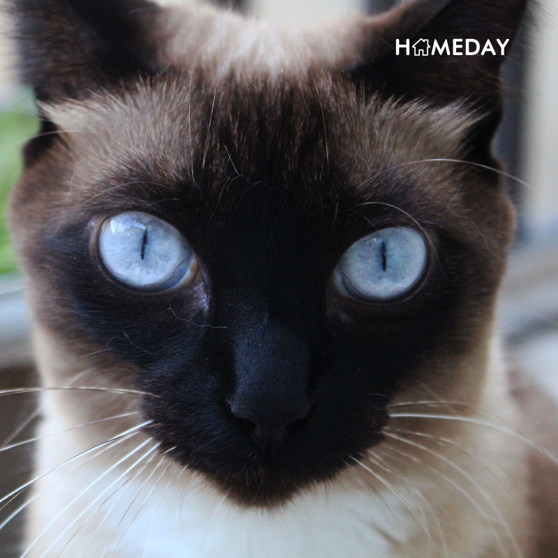 รู้จักกับวิเชียรมาศ แมวไทยที่ได้รับความนิยมไปทั่วโลก - Homeday