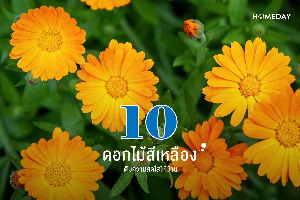 10 ดอกไม้สีเหลือง เติมความสดใสให้บ้าน 01