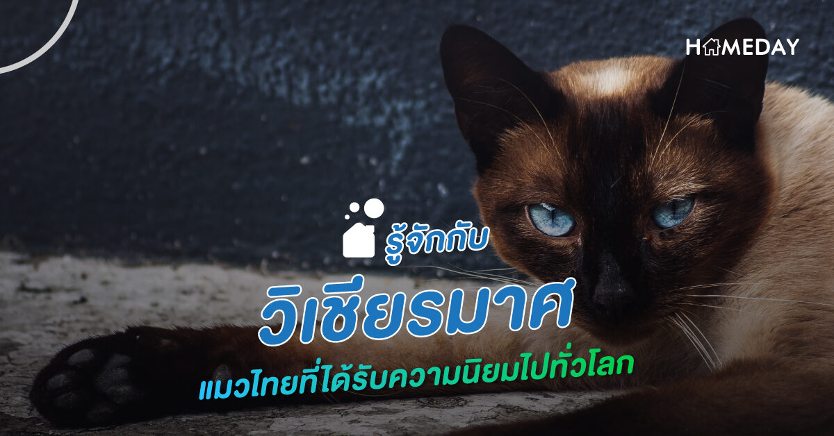 รู้จักกับ วิเชียรมาศ แมวไทยที่ได้รับความนิยมไปทั่วโลก 10