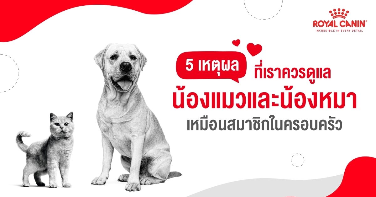 Royal Canin Featured Artwork 1