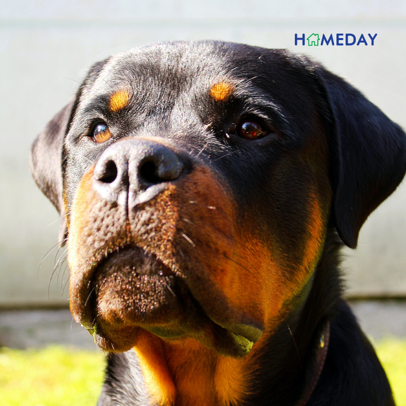 รู้จักกับ ร็อตไวเลอร์ สุนัขพันธุ์ใหญ่เลี้ยงง่าย ไม่ดุอย่างที่คิด  หากเลี้ยงถูกวิธี - Homeday