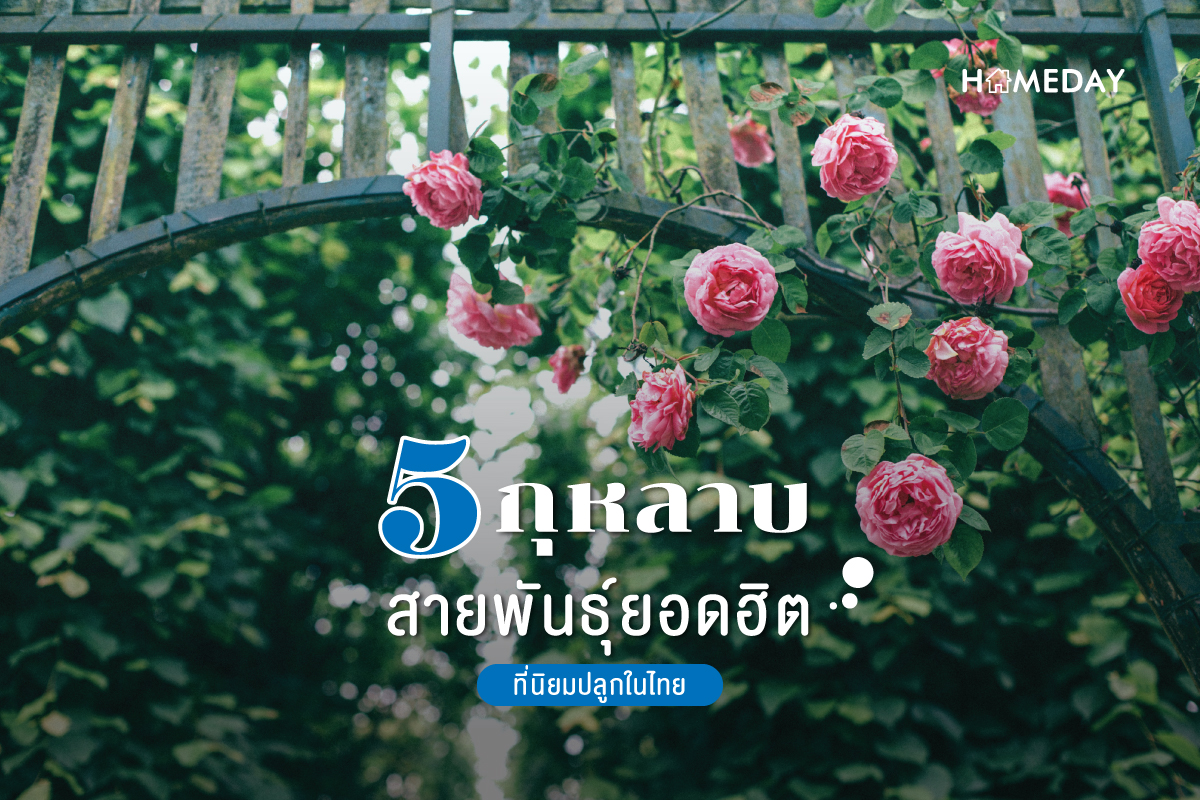 5 กุหลาบสายพันธุ์ยอดฮิตที่นิยมปลูกในไทย 01