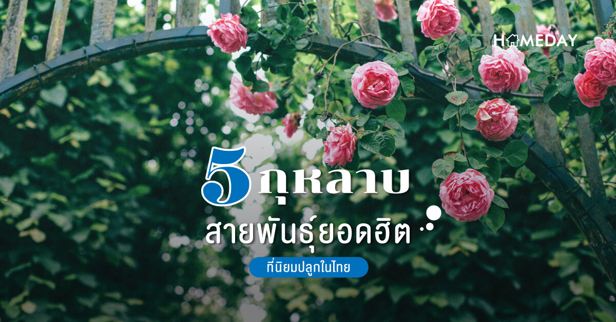 5 กุหลาบสายพันธุ์ยอดฮิตที่นิยมปลูกในไทย 03