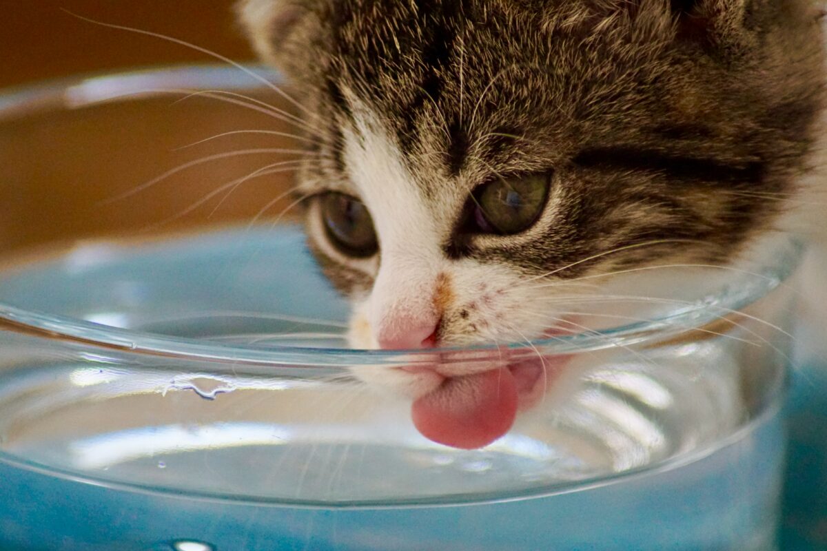 น้ำพุแมว016