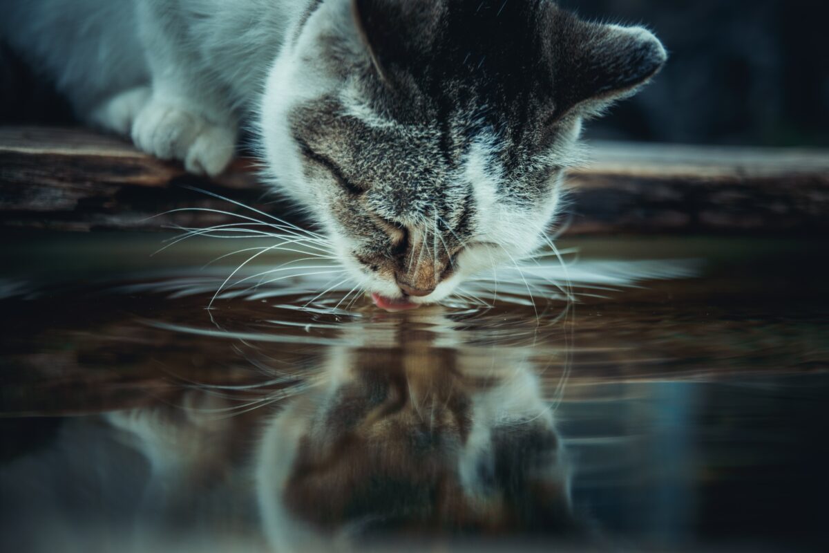 น้ำพุแมว017