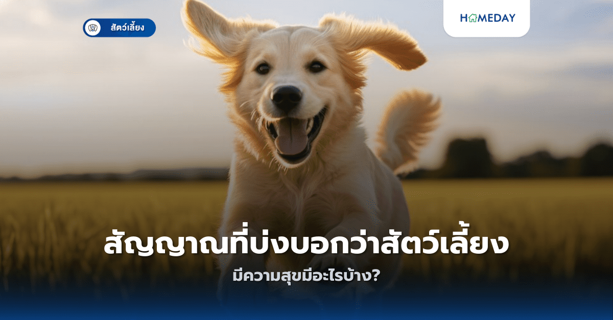 สัญญาณที่บ่งบอกว่าสัตว์เลี้ยงมีความสุขมีอะไรบ้าง?