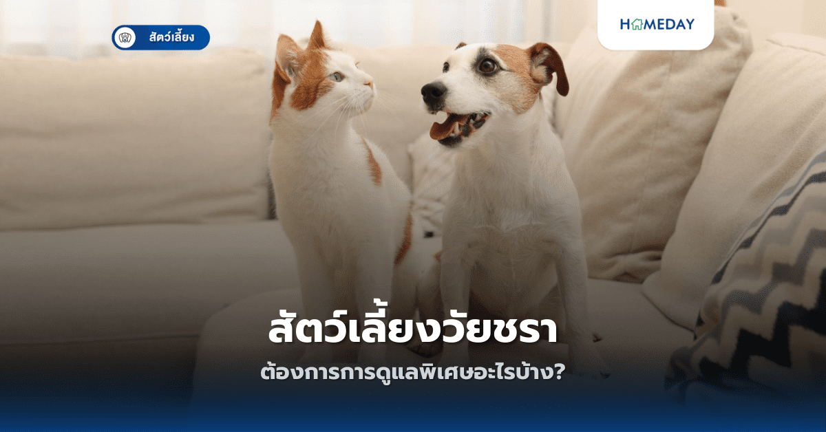 สัตว์เลี้ยงวัยชราต้องการการดูแลพิเศษอะไรบ้าง?