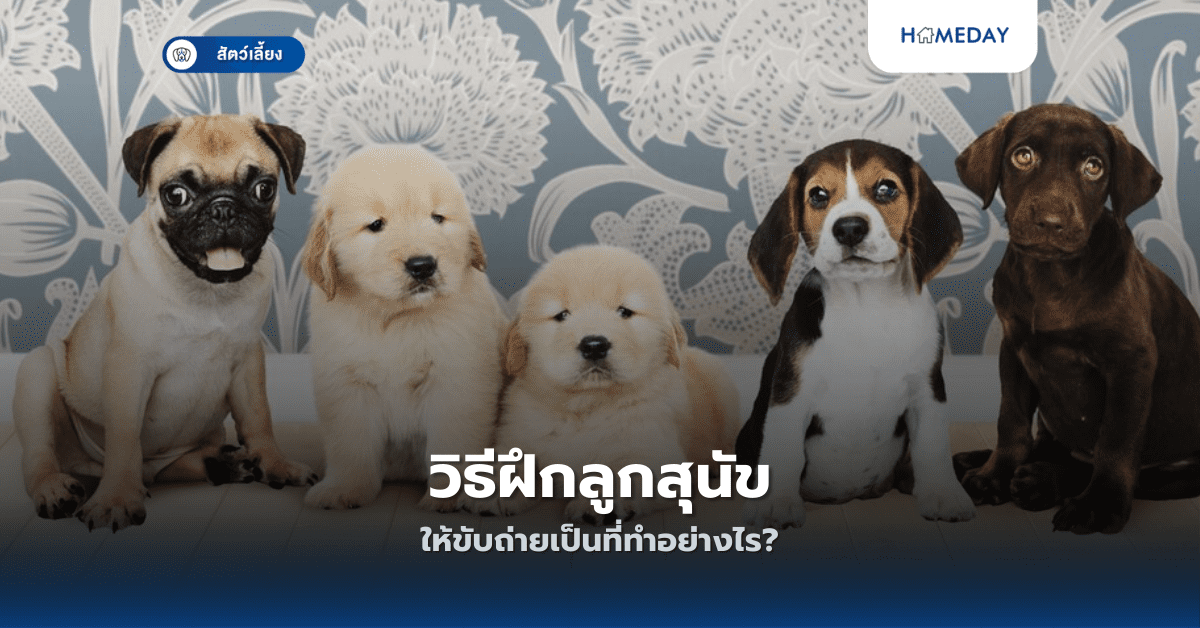 วิธีฝึกลูกสุนัขให้ขับถ่ายเป็นที่ทำอย่างไร?