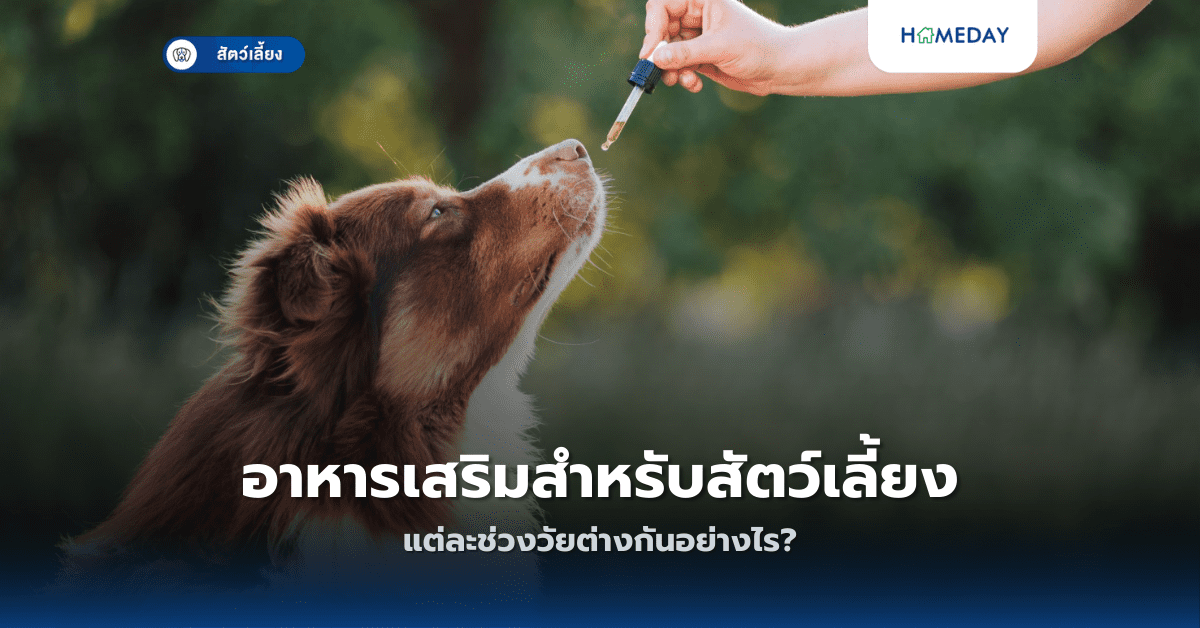 อาหารเสริมสำหรับสัตว์เลี้ยงแต่ละช่วงวัยต่างกันอย่างไร?