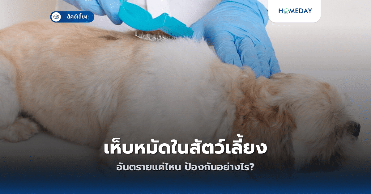 เห็บหมัดในสัตว์เลี้ยงอันตรายแค่ไหน ป้องกันอย่างไร?