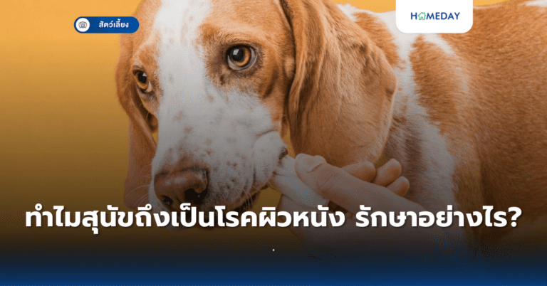 เห็บหมัดในสัตว์เลี้ยงอันตรายแค่ไหน ป้องกันอย่างไร? (copy)