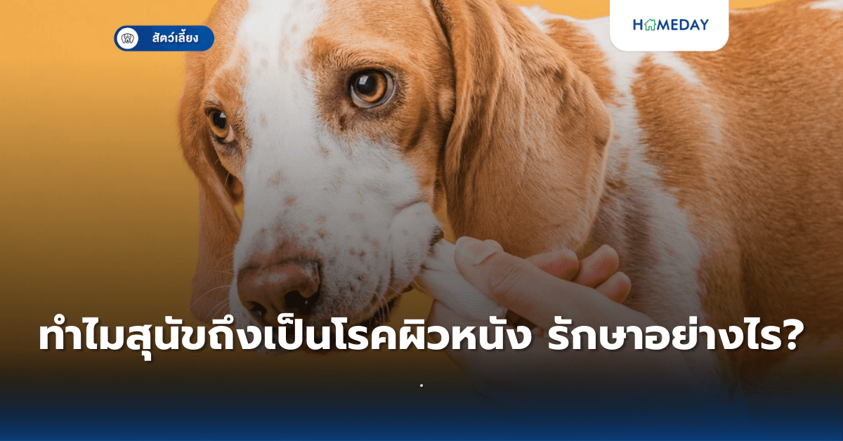 เห็บหมัดในสัตว์เลี้ยงอันตรายแค่ไหน ป้องกันอย่างไร? (copy)