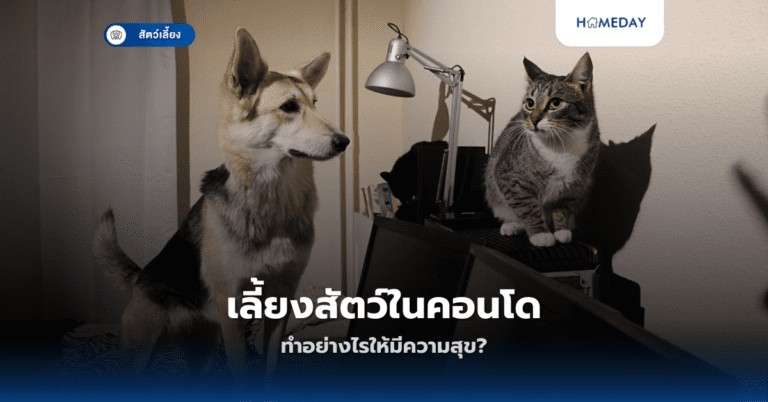 โรคไตในแมวรักษาได้หรือไม่ ป้องกันอย่างไร? (copy)