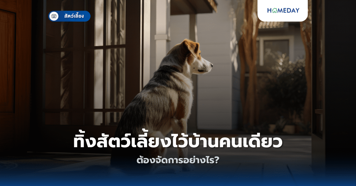 ทิ้งสัตว์เลี้ยงไว้บ้านคนเดียว ต้องจัดการอย่างไร?