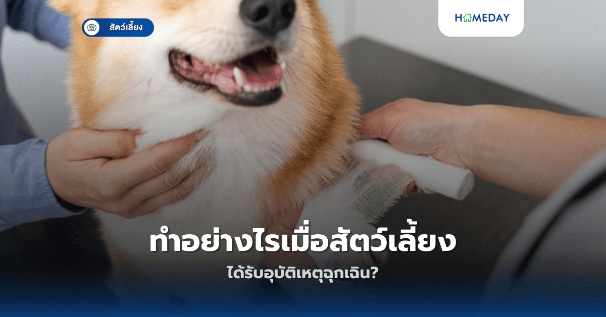 ทำอย่างไรเมื่อสัตว์เลี้ยงได้รับอุบัติเหตุฉุกเฉิน?