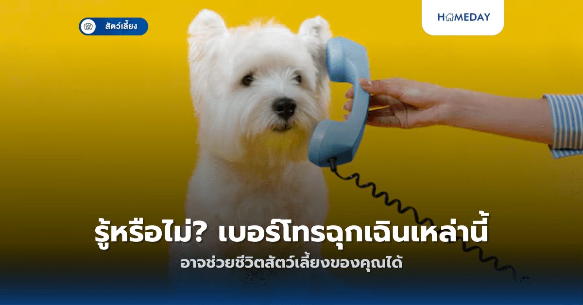 อาการแบบไหนที่บ่งบอกว่าสัตว์เลี้ยงของคุณต้องพบสัตวแพทย์ด่วน? (copy)