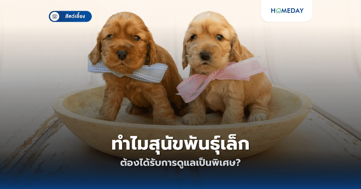 ทำไมสุนัขพันธุ์เล็กต้องได้รับการดูแลเป็นพิเศษ?