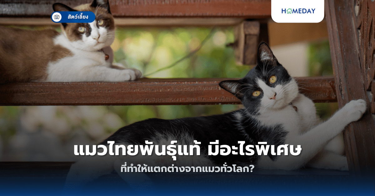 แมวไทยพันธุ์แท้ มีอะไรพิเศษที่ทำให้แตกต่างจากแมวทั่วโลก?