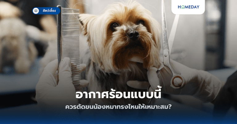 อากาศร้อนแบบนี้ ควรตัดขนน้องหมาทรงไหนให้เหมาะสม?