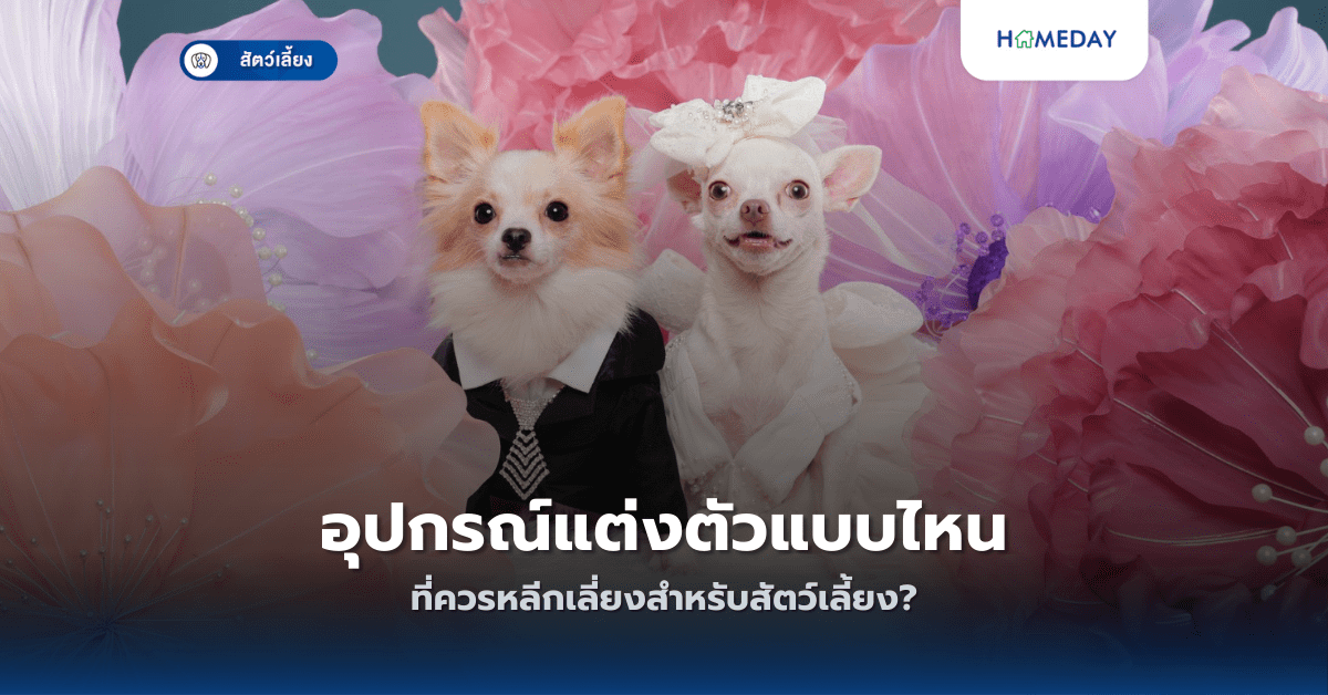 อุปกรณ์แต่งตัวแบบไหนที่ควรหลีกเลี่ยงสำหรับสัตว์เลี้ยง?