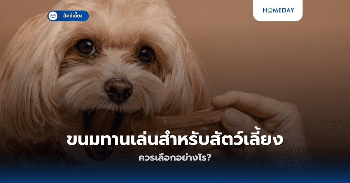 ขนมทานเล่นสำหรับสัตว์เลี้ยงควรเลือกอย่างไร?