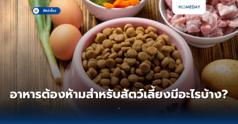 ขนมทานเล่นสำหรับสัตว์เลี้ยงควรเลือกอย่างไร? (copy)