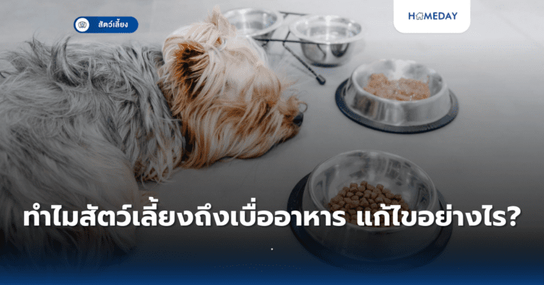 อาหารต้องห้ามสำหรับสัตว์เลี้ยงมีอะไรบ้าง? (copy)