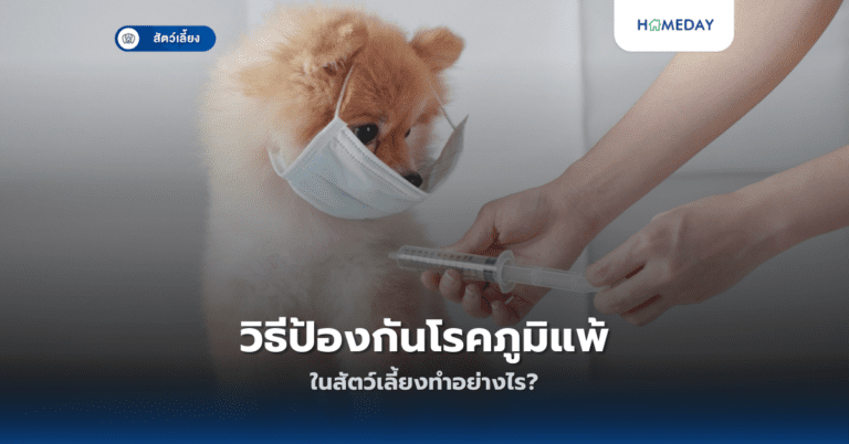 วิธีป้องกันโรคภูมิแพ้ในสัตว์เลี้ยงทำอย่างไร?