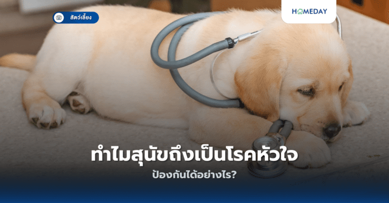 ทำไมสุนัขถึงเป็นโรคหัวใจ ป้องกันได้อย่างไร?