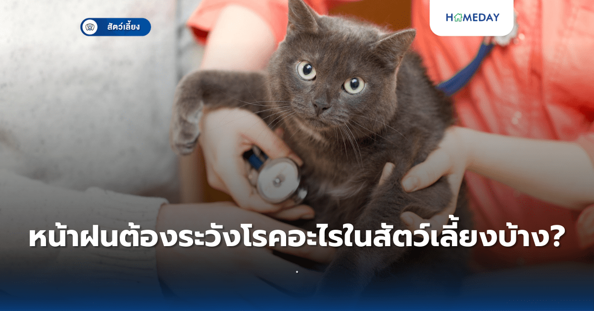 หน้าฝนต้องระวังโรคอะไรในสัตว์เลี้ยงบ้าง?