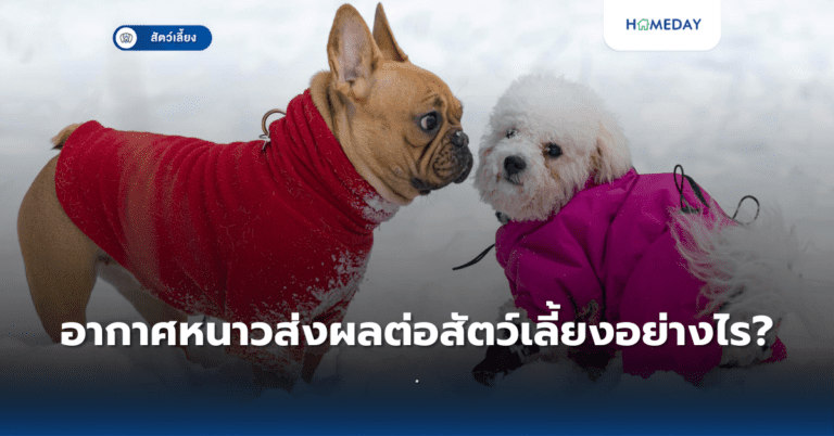 หน้าฝนต้องระวังโรคอะไรในสัตว์เลี้ยงบ้าง? (copy)