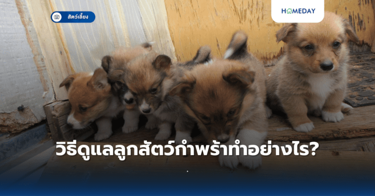 ทำไมต้องระวังเรื่องอุณหภูมิกับสัตว์เลี้ยง? (copy)